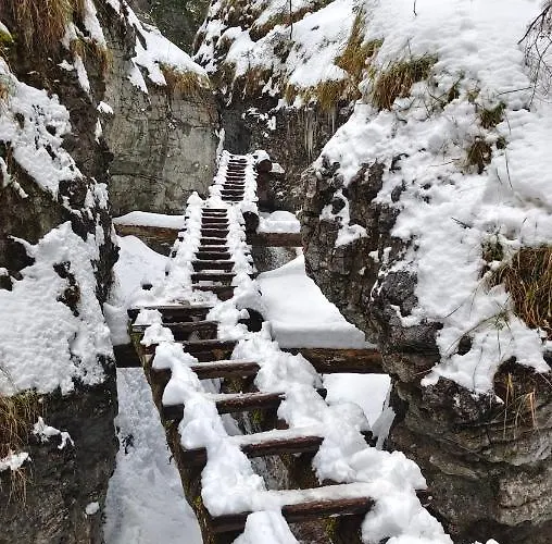 Stellaria * Попрад